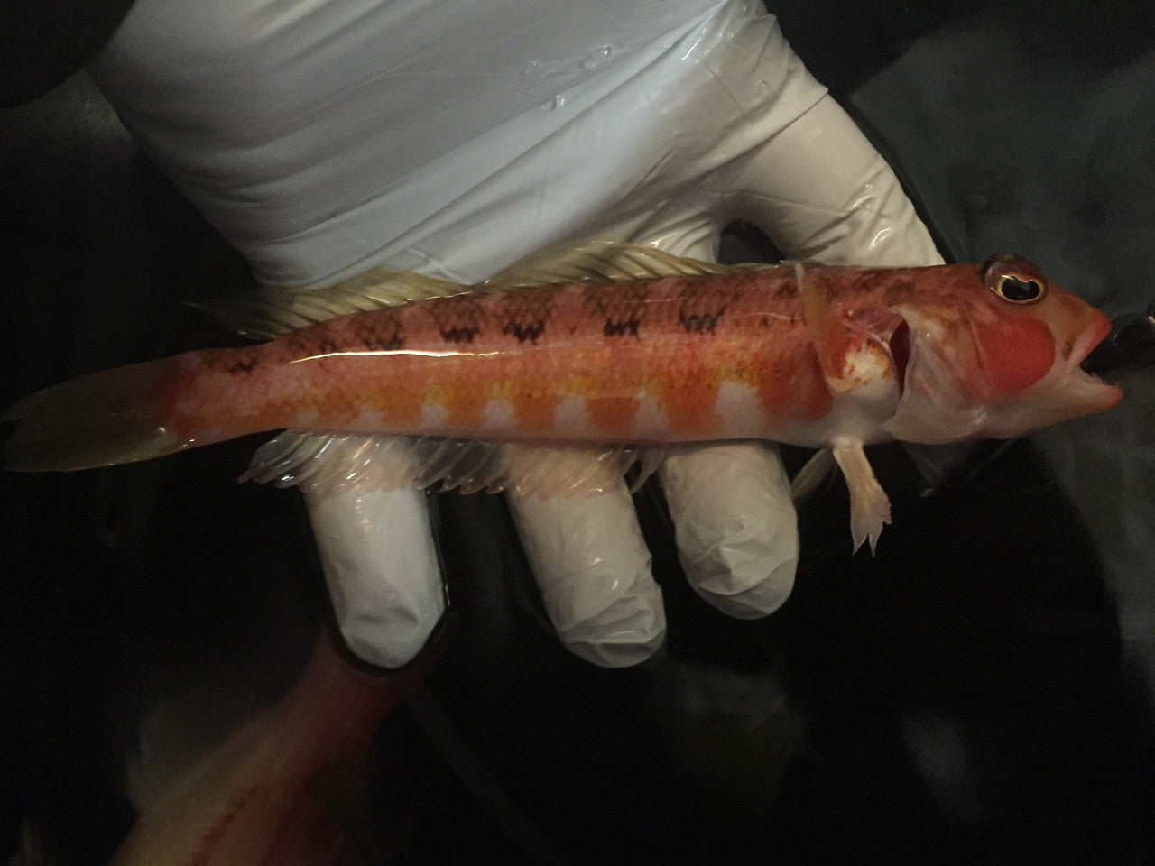 China Sea Goby | parapercis shaoi