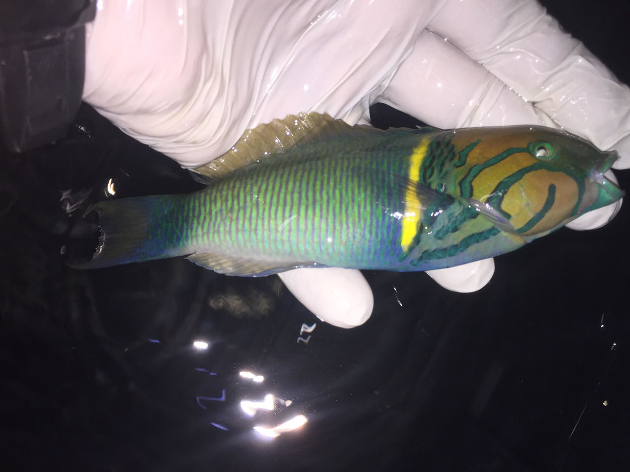 African Goldbar Wrasse
