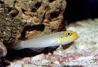 Yellowheaded Sleeper Goby (3")