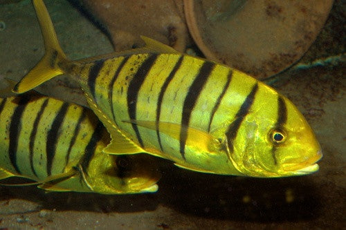 Golden Trevally (4”)