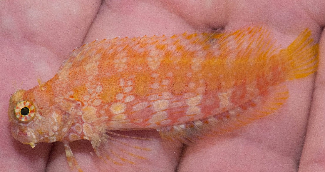 Golden Algae Blenny