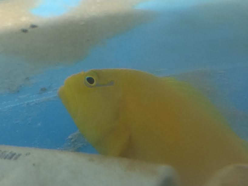 Hawaiian Golden Hawkfish | Cirrhitichthys sp
