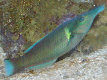 Green Bird Wrasse-5-6"