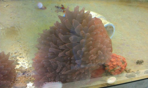 Rose Bubble Tip Anemone (RBTA)-XXL (6")