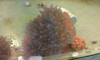 Rose Bubble Tip Anemone (RBTA)-XXL (6")