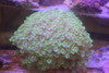 Flower Pot (Goniopora) Coral, Metallic Green, 6"+