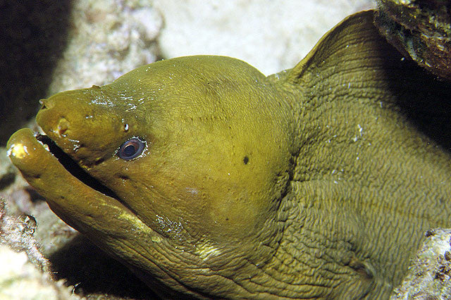 Brazilian Green Moray Eel