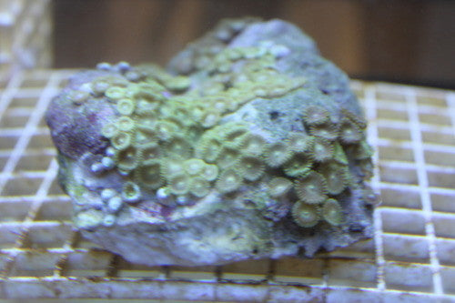 Zooanthid Polyps-Green on Green-Large (6")