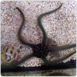 Green Brittle Starfish (XL)