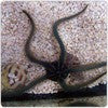 Green Brittle Starfish (XL)