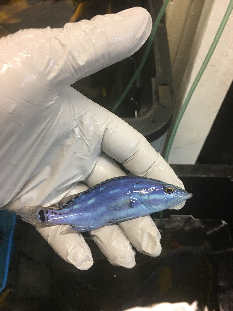 Red Sea Blue Slender Grouper | Epinephelus cf leucogrammicus
