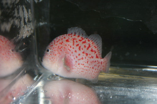 Gum Drop Coral Croucher (Caracanthus maculatus)