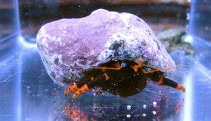 Halloween Hermit Crabs