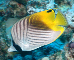 Threadfin (Auriga) Butterfly-XL W Streamer