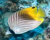 Threadfin (Auriga) Butterfly-XL W Streamer