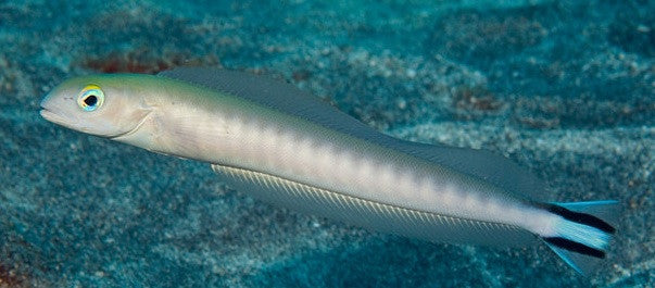 Hawaiian Blue Tilefish - Malacanthus brevirostris (8")
