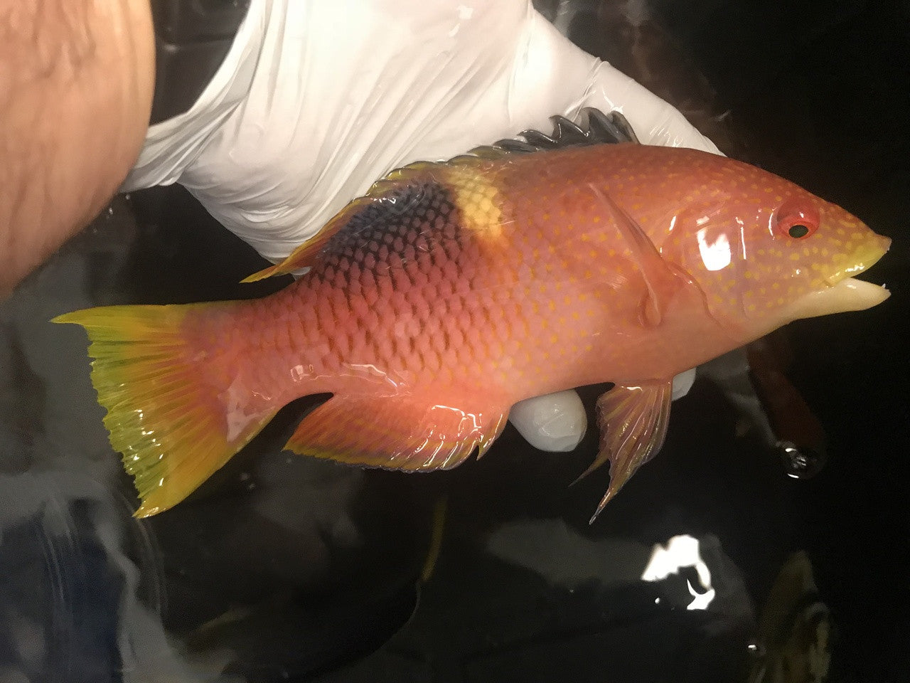 Gold Spot Hogfish | bodianus perditio (8")