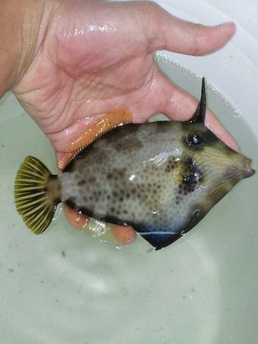 Honeycomb Filefish | Cantherhines pardalis (5")