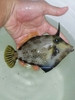Honeycomb Filefish | Cantherhines pardalis (5")