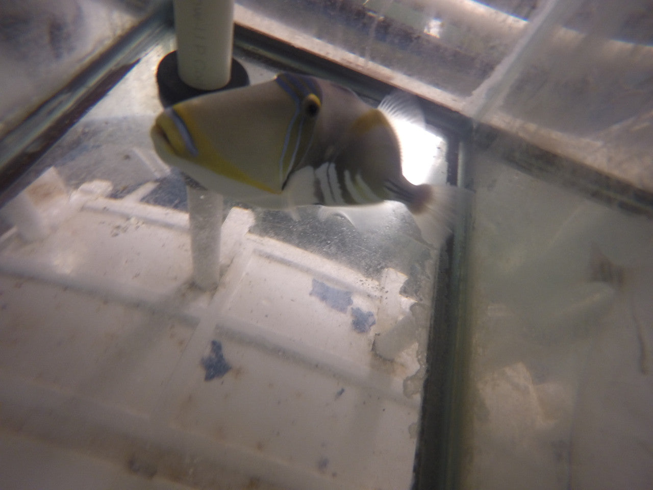 Huma Huma Trigger (5")