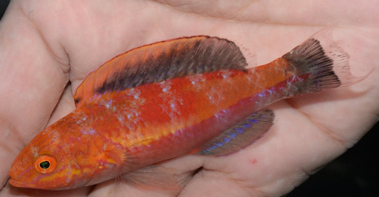 Hybrid Pin Tail/Crescent Tail Fairy Wrasse-XL Male (CIrrhilabrus Lanceolatus/lunatus)
