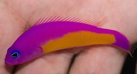 Hybrid Pseudochromis