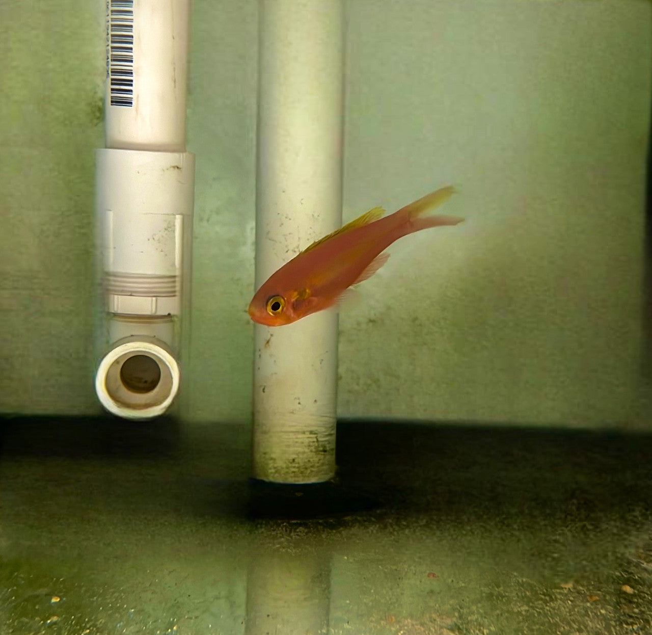 Yellowstripe slopefish | Symphysanodon katayamai