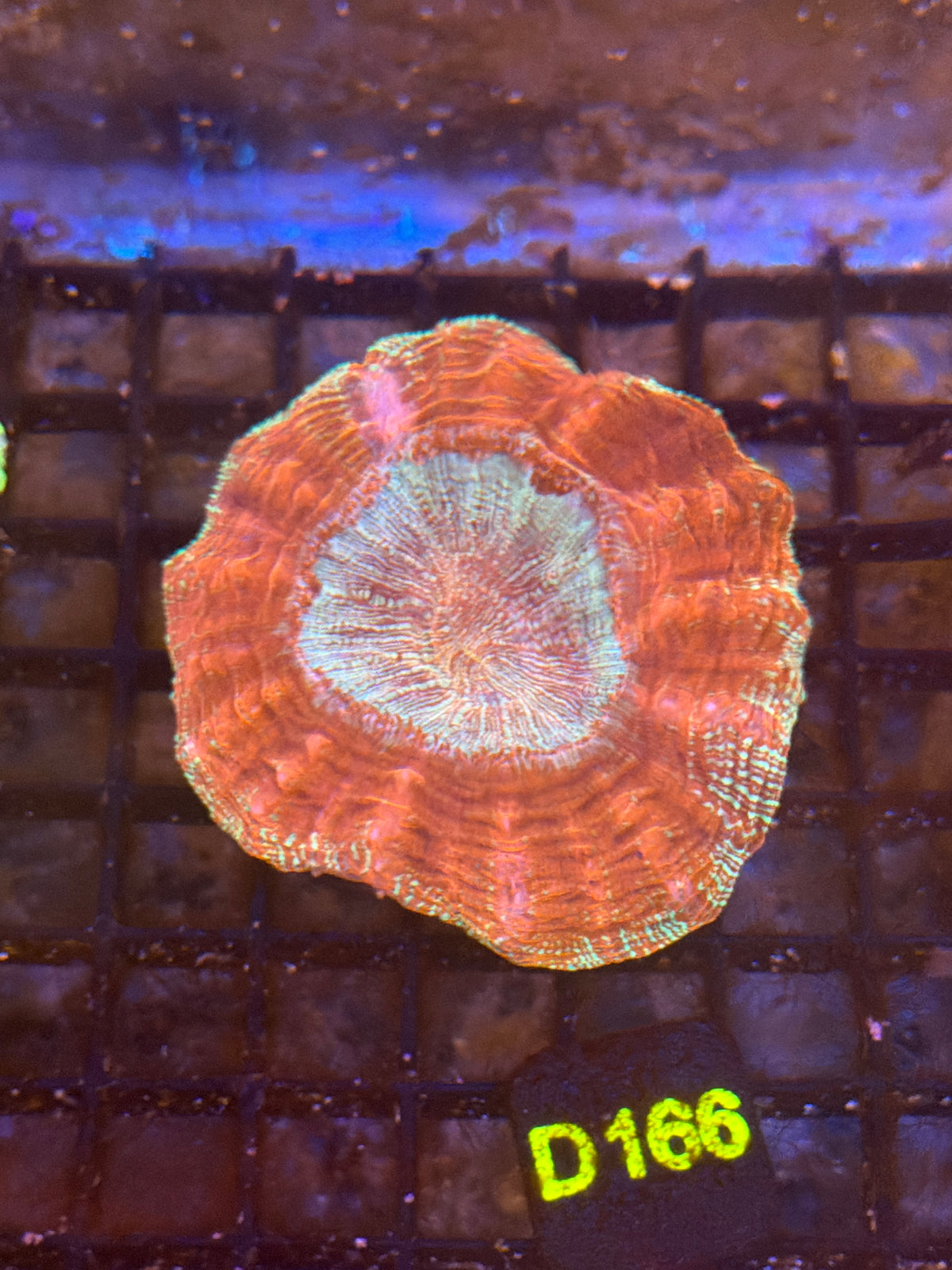 Red Acantho (D166)