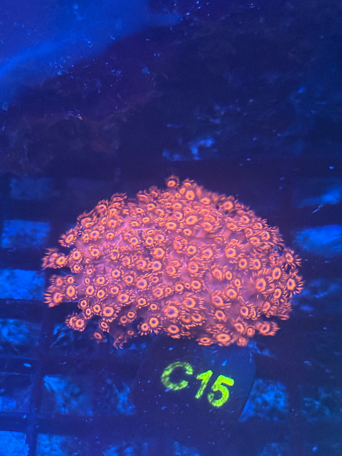 Red Goni (C15)
