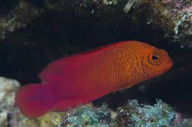 Oblique-lined dottyback | Cypho purpurascens