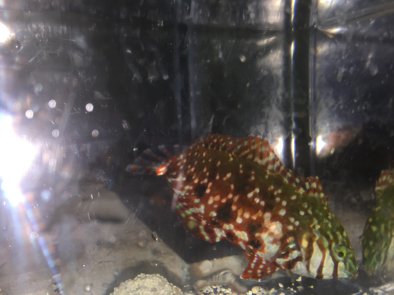 Male Mauritius Jewel Leopard Wrasse (Macropharyngodon lapillus)-(XL Male-5-6")