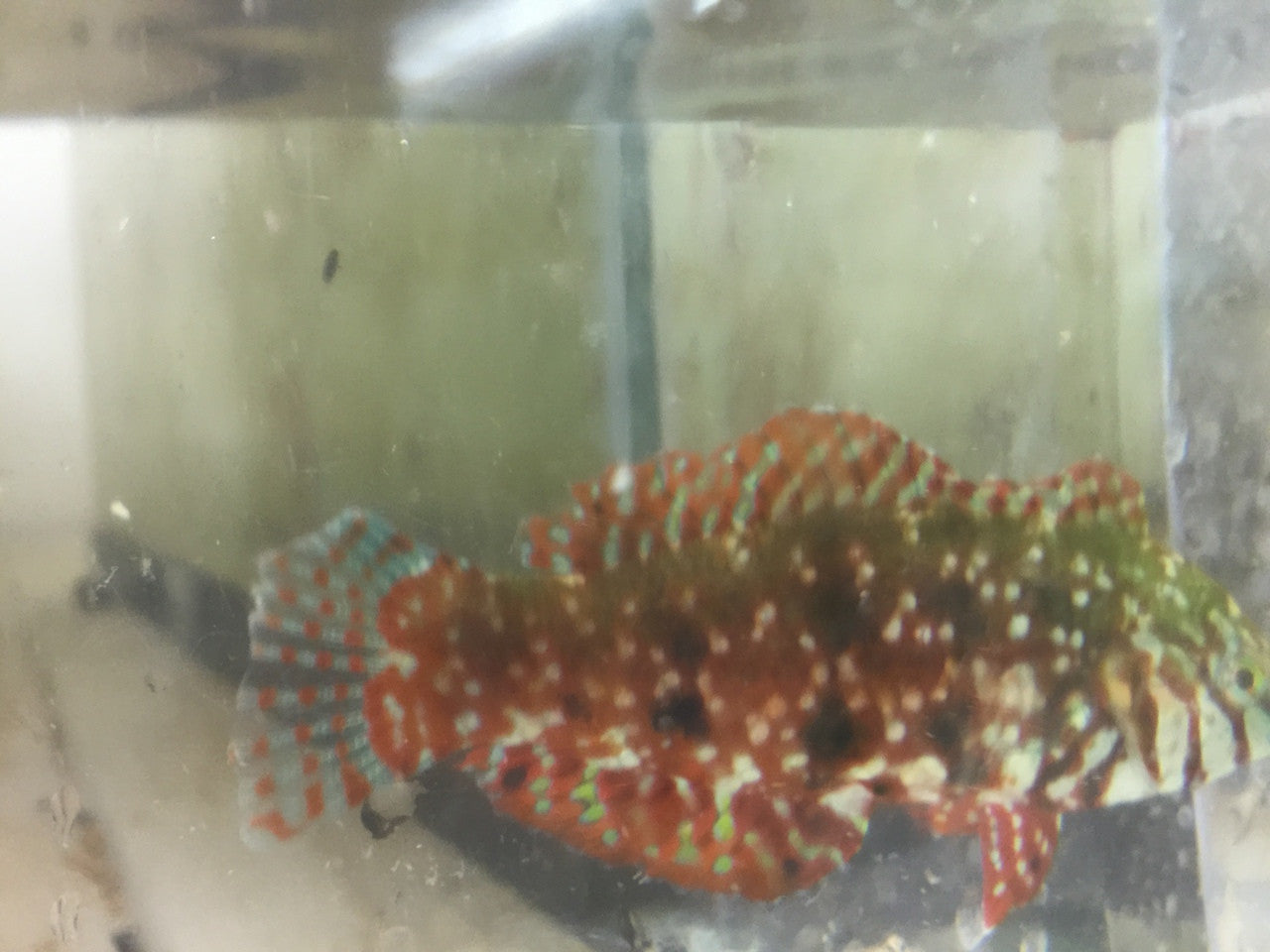Male Mauritius Jewel Leopard Wrasse (Macropharyngodon lapillus)-(XL Male-5-6")