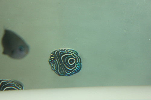 Imperator Angelfish-Juv (1-2”)
