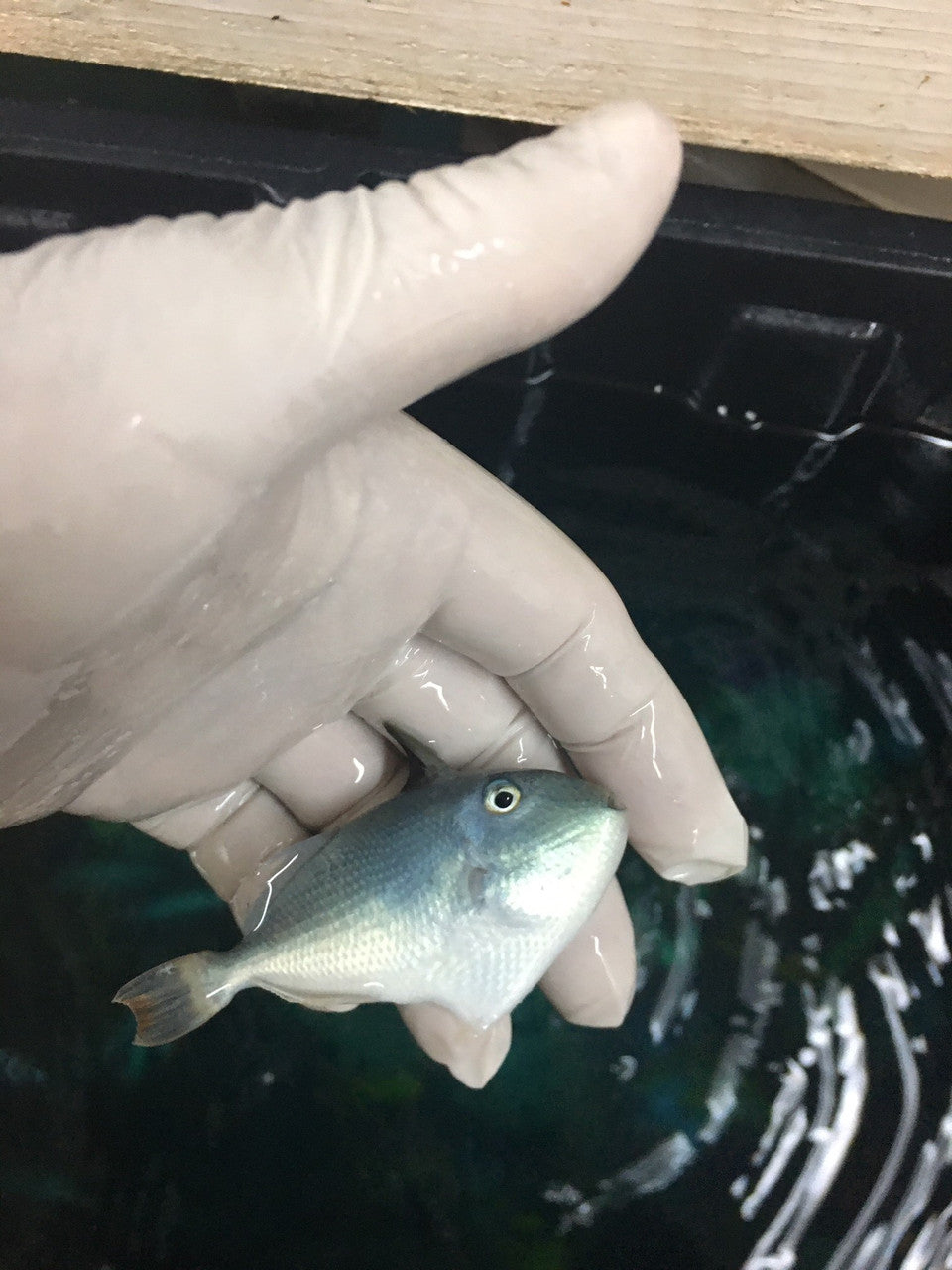 Juv Blue-Throat Trigger (2")