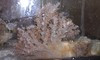 Kenya Tree Coral (4-6")