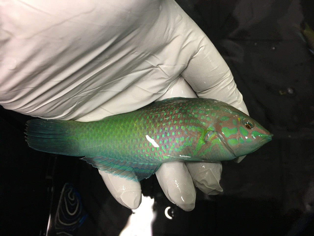 Lime Green Wrasse (Halichoeres chloropterus)