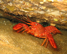 Purple Reef Lobster