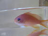 Lyretail Anthias-Female 2"