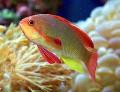 Lyretail anthias-Male