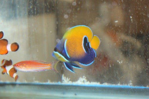 Tiny adult Majestic Angel (2-3")