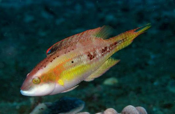 Twinspot Maori Wrasse