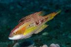 Twinspot Maori Wrasse