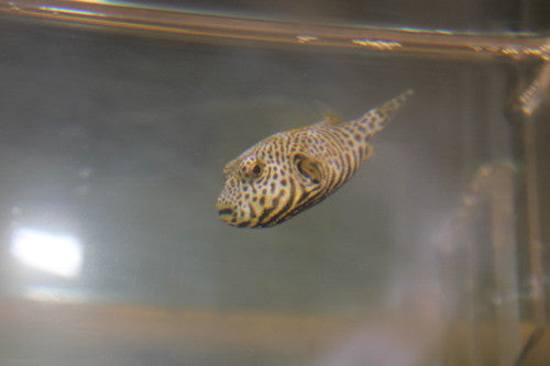 Mappa Puffer (1")