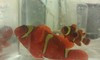 Maroon Clownfish Pair