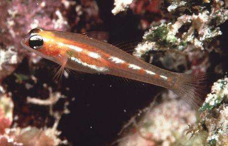 Masked Goby
