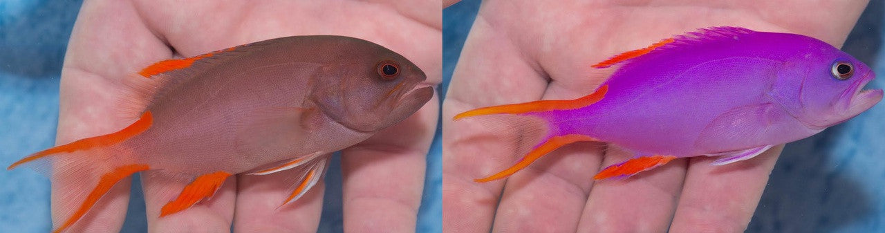 Masked Grouper | Gracila albomarginata (3-4" MATED PAIR)