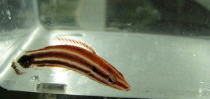 Peppermint (Masuda) Hogfish (3”)
