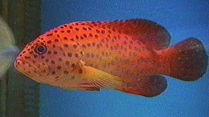 Miniatus Grouper 3" Juv