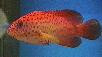 Miniatus Grouper 3" Juv