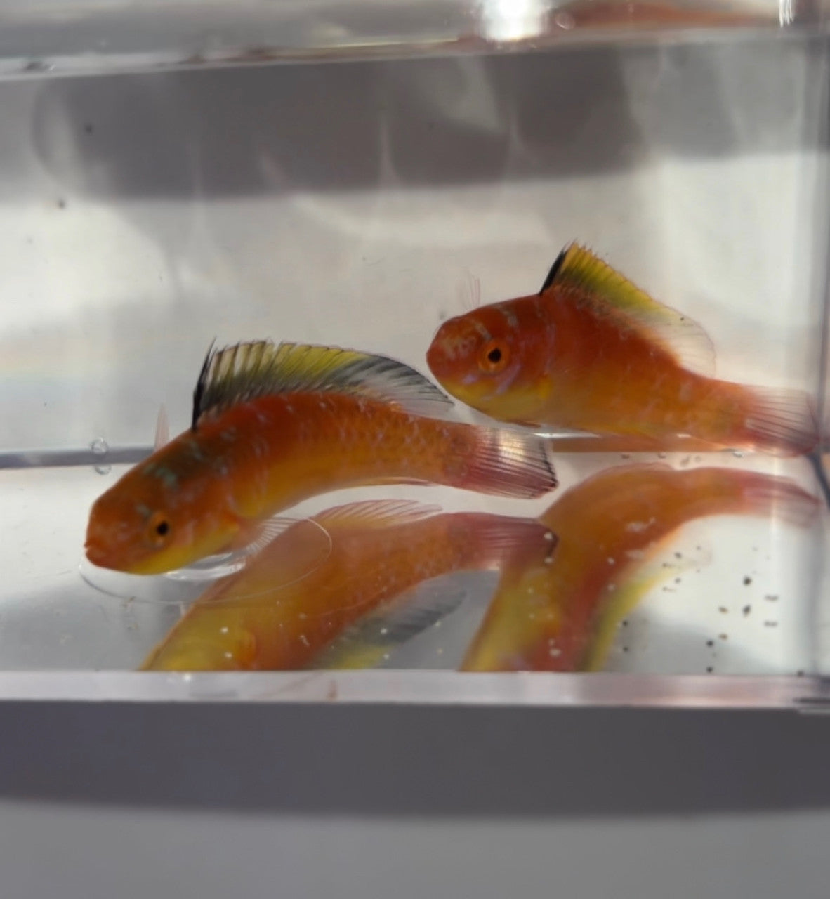 Nahackyi Fairy Wrasse Female| Cirrhilabrus Nahackyi